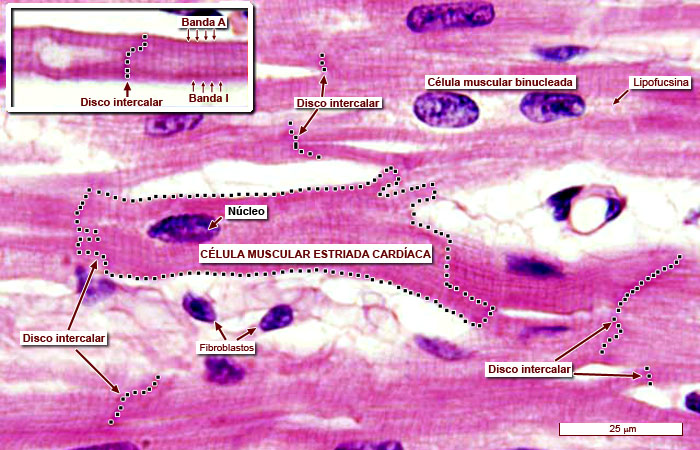 “Imágenes microscópicas del aparato circulatorio.” Histología en la Red, Universidad de Zaragoza, wzar.unizar.es/acad/histologia/inicio.html.