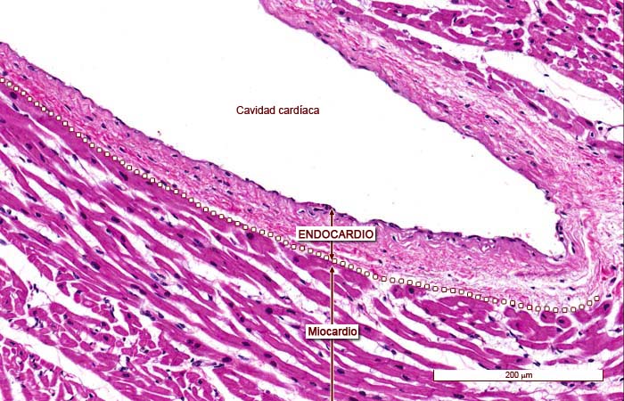 “Imágenes microscópicas del aparato circulatorio.” Histología en la Red, Universidad de Zaragoza, wzar.unizar.es/acad/histologia/inicio.html.
