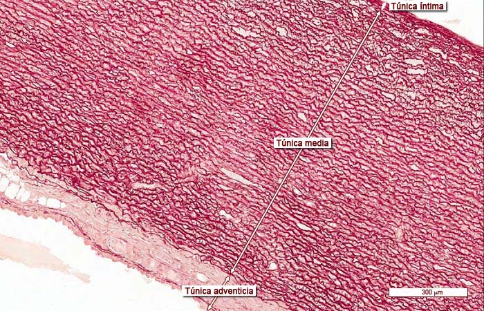 “Imágenes microscópicas del aparato circulatorio.” Histología en la Red, Universidad de Zaragoza, wzar.unizar.es/acad/histologia/inicio.html.