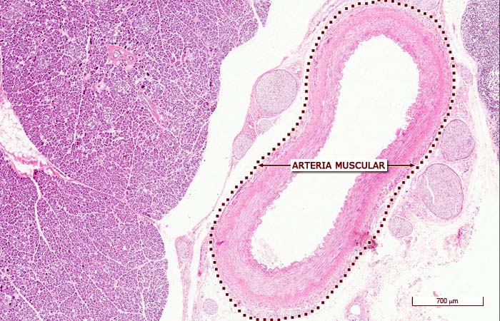 “Imágenes microscópicas del aparato circulatorio.” Histología en la Red, Universidad de Zaragoza, wzar.unizar.es/acad/histologia/inicio.html.