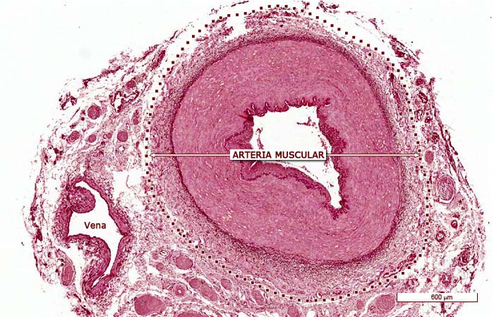“Imágenes microscópicas del aparato circulatorio.” Histología en la Red, Universidad de Zaragoza, wzar.unizar.es/acad/histologia/inicio.html.