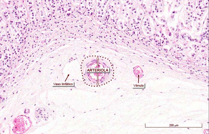 “Imágenes microscópicas del aparato circulatorio.” Histología en la Red, Universidad de Zaragoza, wzar.unizar.es/acad/histologia/inicio.html.
