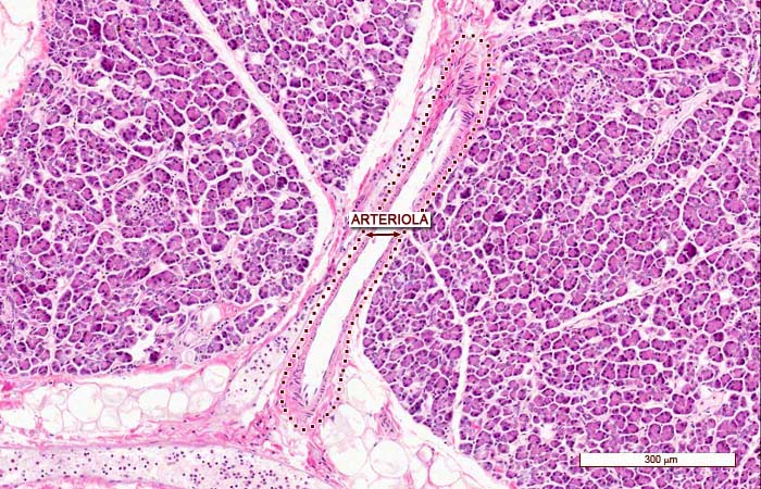 “Imágenes microscópicas del aparato circulatorio.” Histología en la Red, Universidad de Zaragoza, wzar.unizar.es/acad/histologia/inicio.html.