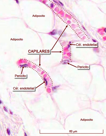 “Imágenes microscópicas del aparato circulatorio.” Histología en la Red, Universidad de Zaragoza, wzar.unizar.es/acad/histologia/inicio.html.