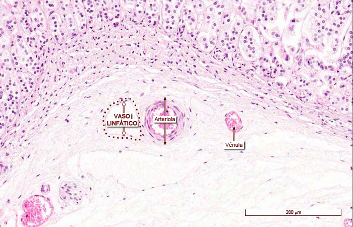 “Imágenes microscópicas del aparato circulatorio.” Histología en la Red, Universidad de Zaragoza, wzar.unizar.es/acad/histologia/inicio.html.