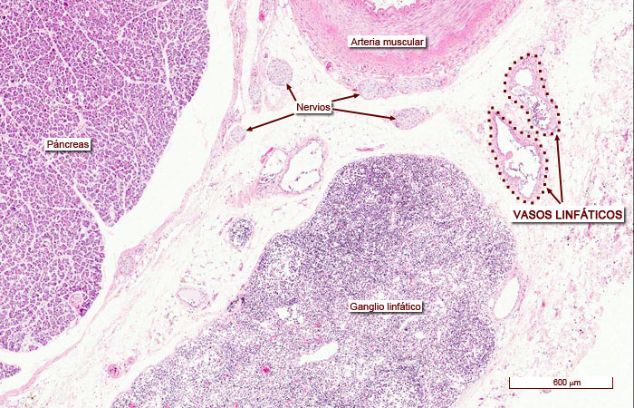 “Imágenes microscópicas del aparato circulatorio.” Histología en la Red, Universidad de Zaragoza, wzar.unizar.es/acad/histologia/inicio.html.