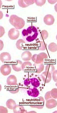 	“Imágenes microscópicas de sangre.” Histología en la Red, Universidad de Zaragoza, wzar.unizar.es/acad/histologia/inicio.html.