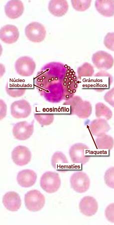 	“Imágenes microscópicas de sangre.” Histología en la Red, Universidad de Zaragoza, wzar.unizar.es/acad/histologia/inicio.html.