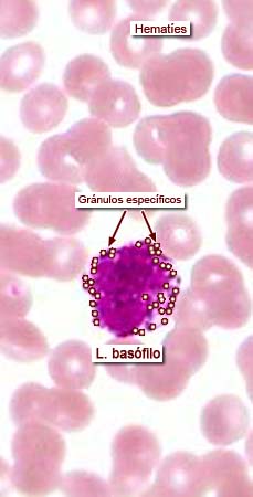 	“Imágenes microscópicas de sangre.” Histología en la Red, Universidad de Zaragoza, wzar.unizar.es/acad/histologia/inicio.html.