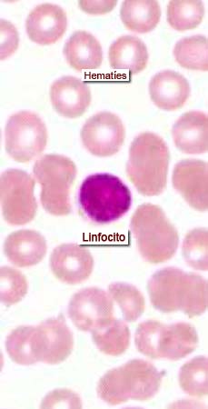 	“Imágenes microscópicas de sangre.” Histología en la Red, Universidad de Zaragoza, wzar.unizar.es/acad/histologia/inicio.html.